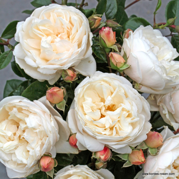 SUMMER MEMORIES® SUMMER MEMORIES®